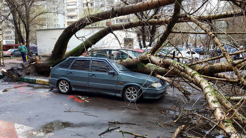 На машину упало дерево: как получить компенсацию?