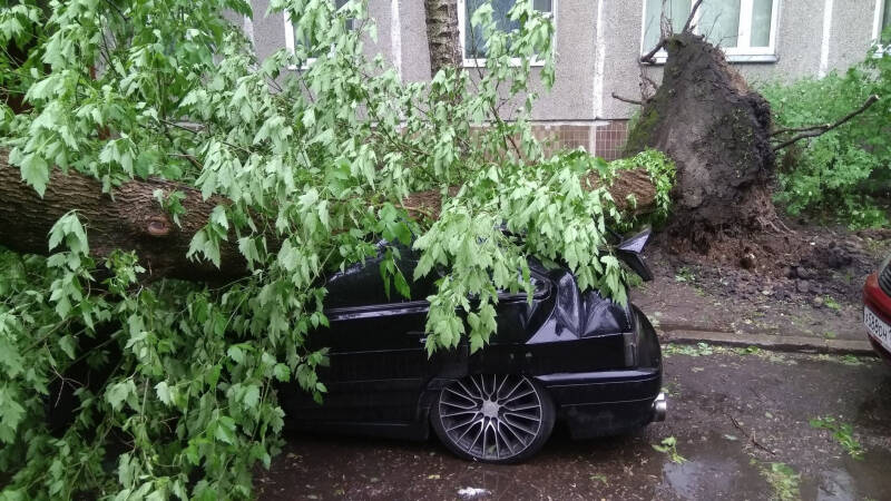 На машину упало дерево: как получить компенсацию?