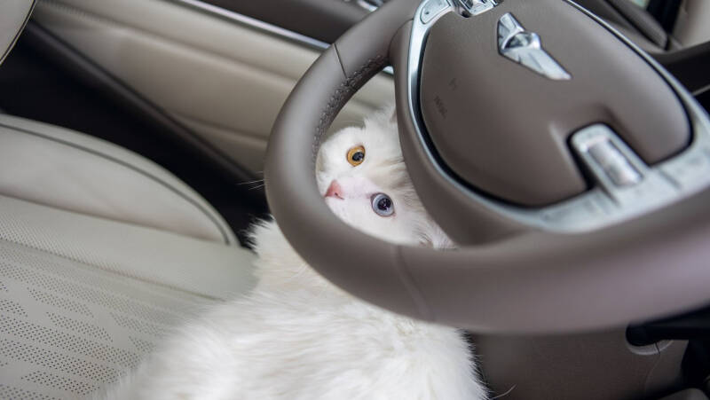 5 неочевидных последствий дорожных аварий с животными